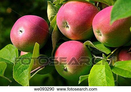 Close up of Macintosh apples on a tree in Colborne Ontario Northumberland County View Large Photo Image Stock Image - Close up of Macintosh apples on a tree in Colborne Ontario Northumberland County. Fotosearch