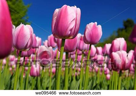 Close up of mass of pink Ollioules Dutch Tulips with blue sky at Ottawa Tulip Festival View Large Photo Image Stock Photograph - Close up of mass of pink Ollioules Dutch Tulips with blue sky at Ottawa Tulip Festival. Fotosearch