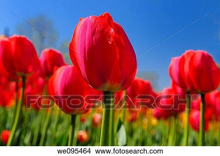 Picture - Close up of red Gordon Cooper Dutch Tulips at Ottawa Tulip Festival with blue sky. Fotosearch