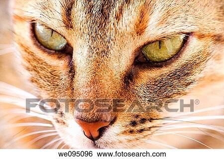 Close up of the face of a ginger cat View Large Photo Image Stock Photograph - Close up of the face of a ginger cat. Fotosearch