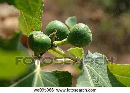 Close up of the fruit and leaves of a fig tree Ficus carica View Large Photo Image Stock Photograph - Close up of the fruit and leaves of a fig tree Ficus carica. Fotosearch