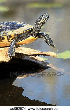 Picture - Close-up of turtle basking on log - pond slider. Fotosearch