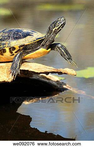 Close-up of turtle basking on log - pond slider View Large Photo Image Stock Photograph - Close-up of turtle basking on log - pond slider. Fotosearch