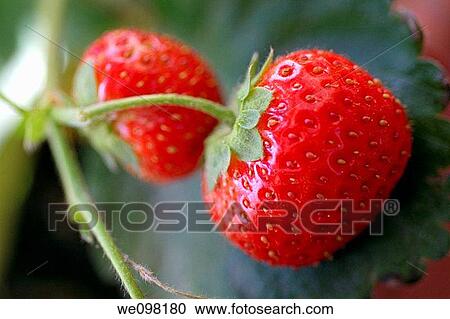Stock Image - Close up of two strawberries, Fragaria ananassa. Fotosearch