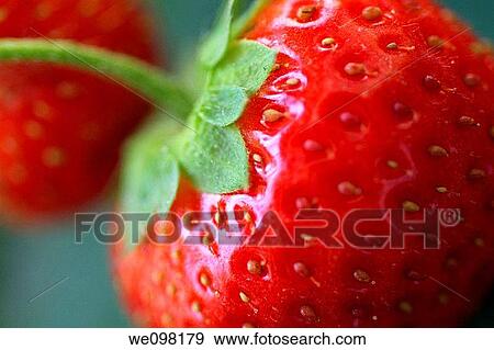 Close up of two strawberries, Fragaria ananassa View Large Photo Image Stock Photo - Close up of two strawberries, Fragaria ananassa. Fotosearch