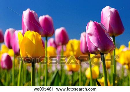 Close up of yellow Garant and pink Ollioules Dutch Tulips at Ottawa Tulip Festival with blue sky View Large Photo Image Stock Image - Close up of yellow Garant and pink Ollioules Dutch Tulips at Ottawa Tulip Festival with blue sky. Fotosearch