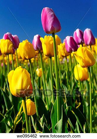 Close up of yellow Garant and purple white Ollioules Dutch Tulips at Ottawa Tulip Festival with blue sky View Large Photo Image Stock Image - Close up of yellow Garant and purple white Ollioules Dutch Tulips at Ottawa Tulip Festival with blue sky. Fotosearch