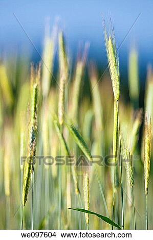 closeup of rye in a field View Large Photo Image Picture - closeup of rye in a field. Fotosearch