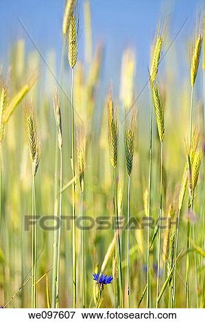 closeup of rye in a field View Large Photo Image Stock Photo - closeup of rye in a field. Fotosearch