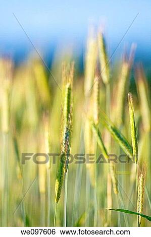 Stock Photograph - closeup of rye in a field. Fotosearch