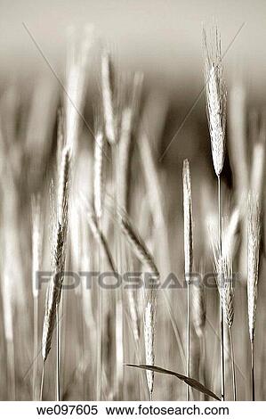 closeup of rye in a field View Large Photo Image Stock Photography - closeup of rye in a field. Fotosearch