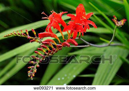 Stock Image - Cluster of Crocosmia Lucifer flower heads at Annapolis Royal Historic Gardens Nova Scotia. Fotosearch