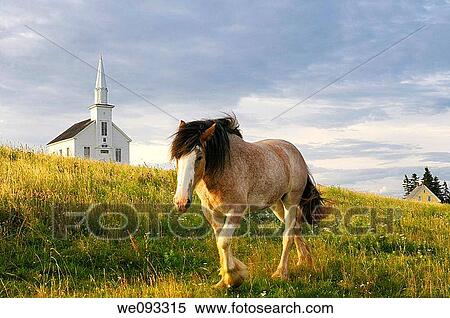 Clydesdale horse walking in field at sundown at Highland Village Museum at Iona Cape Breton View Large Photo Image Stock Photography - Clydesdale horse walking in field at sundown at Highland Village Museum at Iona Cape Breton. Fotosearch