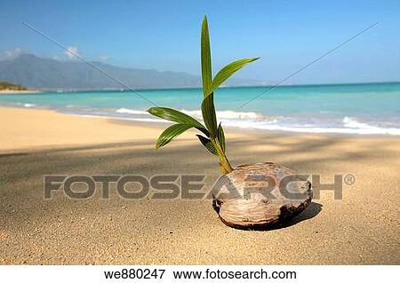 Coconut with sprout on the beach of the ocean View Large Photo Image Stock Photo - Coconut with sprout on the beach of the ocean. Fotosearch