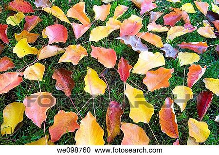 Stock Image - Colorful autumn leaves of red, yellow, and orange scattered on a green grass background. Fotosearch