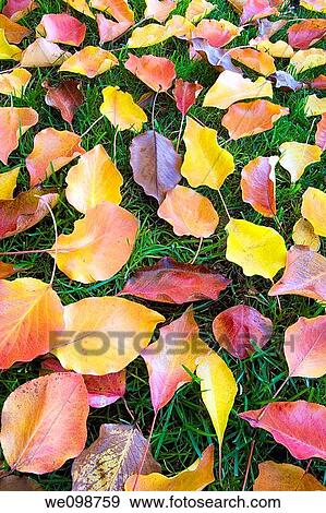 Colorful autumn leaves of red, yellow, and orange scattered on a green grass background View Large Photo Image Stock Photo - Colorful autumn leaves of red, yellow, and orange scattered on a green grass background. Fotosearch