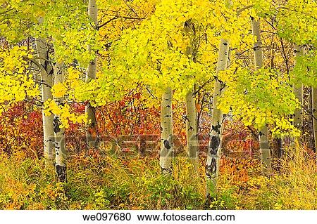 colors of autumn with aspen trunks View Large Photo Image Stock Image - colors of autumn with aspen trunks. Fotosearch