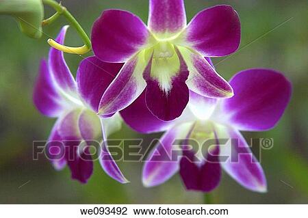 Colourful Orchids, Phuket, Thailand View Large Photo Image Stock Image - Colourful Orchids, Phuket, Thailand. Fotosearch
