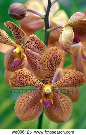 Colourful Orchids, Phuket, Thailand View Large Photo Image Stock Photography - Colourful Orchids, Phuket, Thailand. Fotosearch
