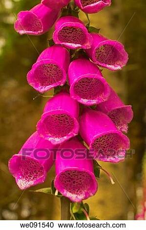 Common Foxglove Bells (Digitalis purpurea) View Large Photo Image Stock Image - Common Foxglove Bells (Digitalis purpurea). Fotosearch