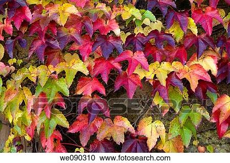 Common Ivy (Hedera helix). Leaves in autumn. View Large Photo Image Stock Image - Common Ivy (Hedera helix). Leaves in autumn.. Fotosearch