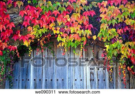 Stock Image - Common Ivy (Hedera helix). Leaves in autumn and old door. Fotosearch