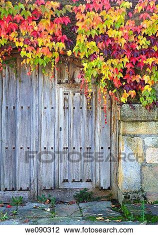 Common Ivy (Hedera helix). Leaves in autumn and old door View Large Photo Image Stock Image - Common Ivy (Hedera helix). Leaves in autumn and old door. Fotosearch