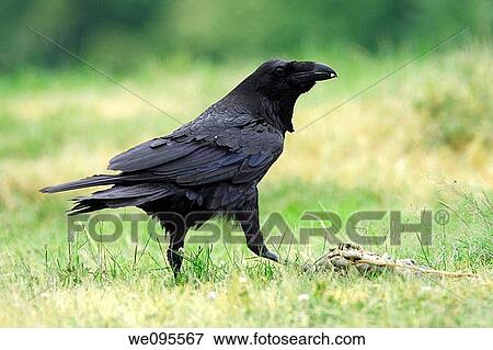 Common Raven Corvus corax View Large Photo Image Stock Photo - Common Raven Corvus corax. Fotosearch