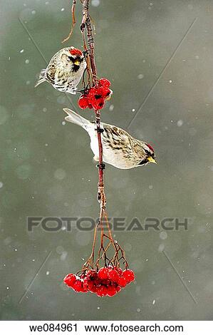 Stock Image - Common Redpoll Carduelis flammea. Fotosearch