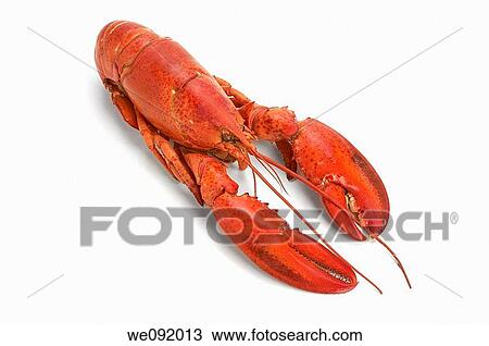 Cooked atlantic lobster View Large Photo Image Stock Image - Cooked atlantic lobster. Fotosearch
