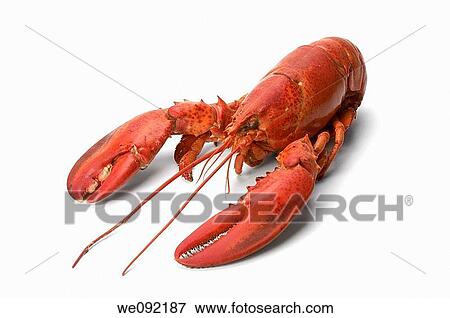 Cooked atlantic lobster View Large Photo Image Stock Photo - Cooked atlantic lobster. Fotosearch