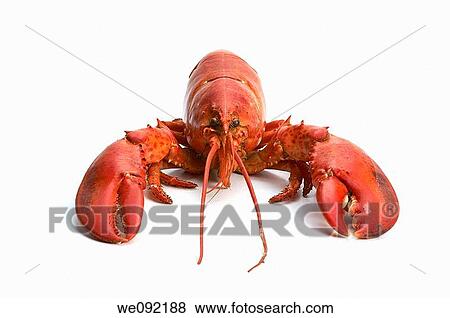 Cooked atlantic lobster View Large Photo Image Stock Photo - Cooked atlantic lobster. Fotosearch