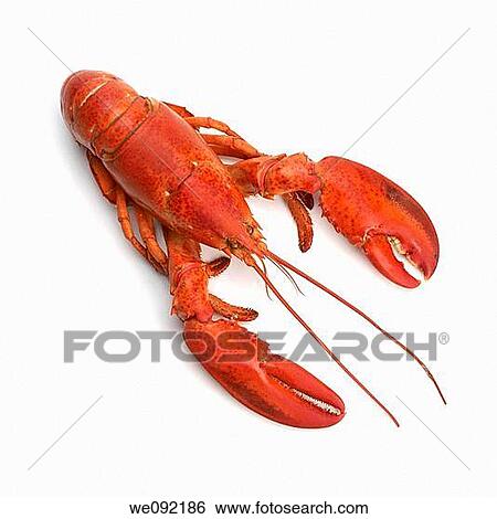 Cooked atlantic lobster View Large Photo Image Stock Photograph - Cooked atlantic lobster. Fotosearch