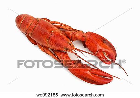 Cooked atlantic lobster View Large Photo Image Stock Photography - Cooked atlantic lobster. Fotosearch
