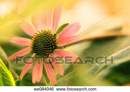 Coral Pink Coneflower. Echinacea hybrid View Large Photo Image Stock Photograph - Coral Pink Coneflower. Echinacea hybrid. Fotosearch