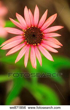 Coral Pink Coneflower. Echinacea purpurea. July 2008 Maryland, USA View Large Photo Image Stock Photograph - Coral Pink Coneflower. Echinacea purpurea. July 2008 Maryland, USA. Fotosearch