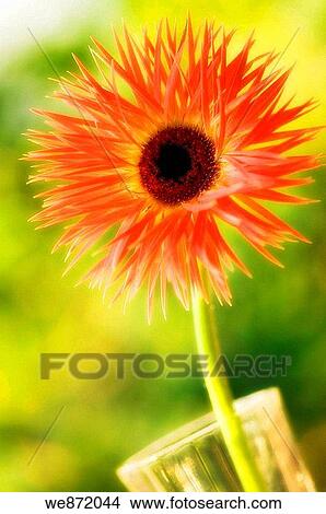 Coral Pink Gerbera Daisy Flower in a Vase. Single Flower Bouquet View Large Photo Image Picture - Coral Pink Gerbera Daisy Flower in a Vase. Single Flower Bouquet. Fotosearch