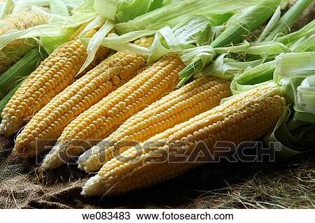 corn ears View Large Photo Image Stock Image - corn ears. Fotosearch