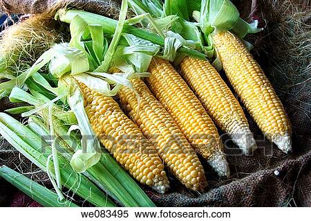 corn ears View Large Photo Image Stock Photography - corn ears. Fotosearch
