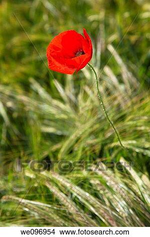 Corn poppy Papaver rhoeas View Large Photo Image Picture - Corn poppy Papaver rhoeas. Fotosearch