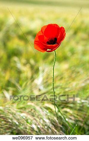 Corn poppy Papaver rhoeas View Large Photo Image Stock Photo - Corn poppy Papaver rhoeas. Fotosearch