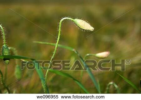 Corn poppy Papaver rhoeas View Large Photo Image Stock Photography - Corn poppy Papaver rhoeas. Fotosearch