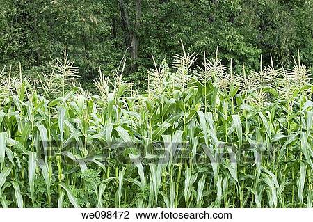 Corn stalks beginning to make ears of corn View Large Photo Image Stock Image - Corn stalks beginning to make ears of corn. Fotosearch