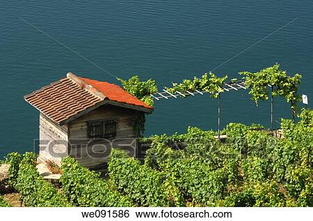 Stock Photograph - Cottage of a wiwer in the vineyards of UNESCO World Heritage site Lavaux near Corseaux against the water surface of Lake man, Vaud, Switzerland. Fotosearch