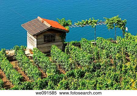 Cottage of a wiwer in the vineyards of UNESCO World Heritage site Lavaux near Corseaux against the water surface of Lake man, Vaud, Switzerland View Large Photo Image Stock Photography - Cottage of a wiwer in the vineyards of UNESCO World Heritage site Lavaux near Corseaux against the water surface of Lake man, Vaud, Switzerland. Fotosearch