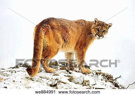 Stock Image - Cougar Felis concolor- captive in winter habitat. Fotosearch