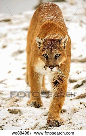 Cougar Felis concolor- captive in winter habitat View Large Photo Image Stock Photo - Cougar Felis concolor- captive in winter habitat. Fotosearch