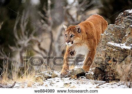 Cougar Felis concolor- captive in winter habitat View Large Photo Image Stock Photo - Cougar Felis concolor- captive in winter habitat. Fotosearch
