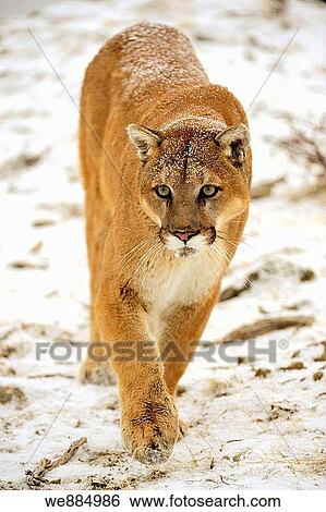 Cougar Felis concolor- captive in winter habitat View Large Photo Image Stock Photograph - Cougar Felis concolor- captive in winter habitat. Fotosearch