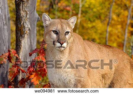 Cougar in a forest with colorful Fall foliage on trees View Large Photo Image Stock Image - Cougar in a forest with colorful Fall foliage on trees. Fotosearch
